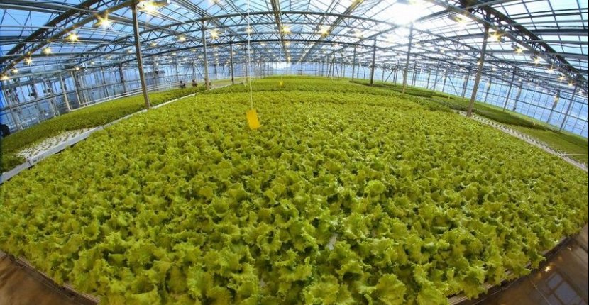 В России значительно выросло производство тепличных овощей